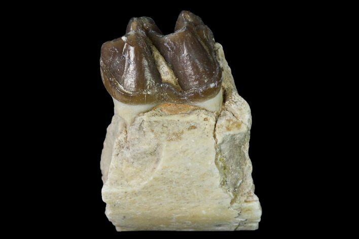 Fossil Horse (Mesohippus) Jaw Section - South Dakota #140880